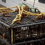 Oyster Cages