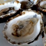 Quonset Point Oysters