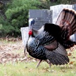 Turkey at Thanksgiving