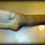 The Geoduck Clam!