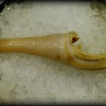 Geoduck Belly Removed