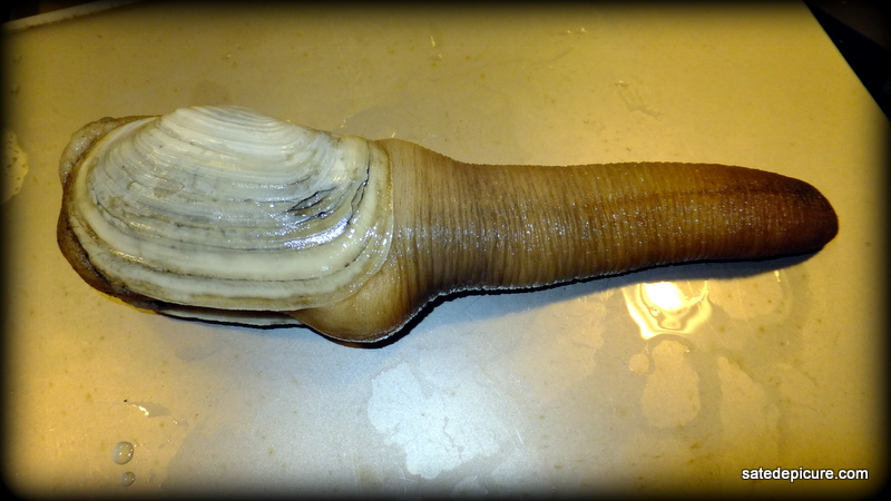 geoduck clam