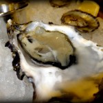 Taylor Shellfish Totten Inlet Oyster